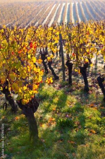 Vignoble