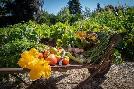 Garden - asparagus patch · Fleur de Loire Christophe Hay