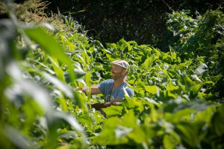 Garden - asparagus patch · Fleur de Loire Christophe Hay