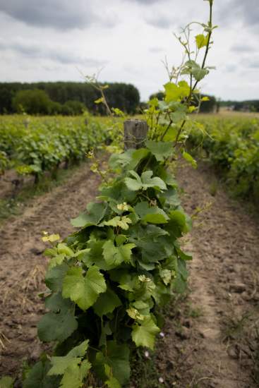 Tourisme Vallée de la Loire, près de l'Hôtel Spa Restaurant Fleur de Loire à Blois